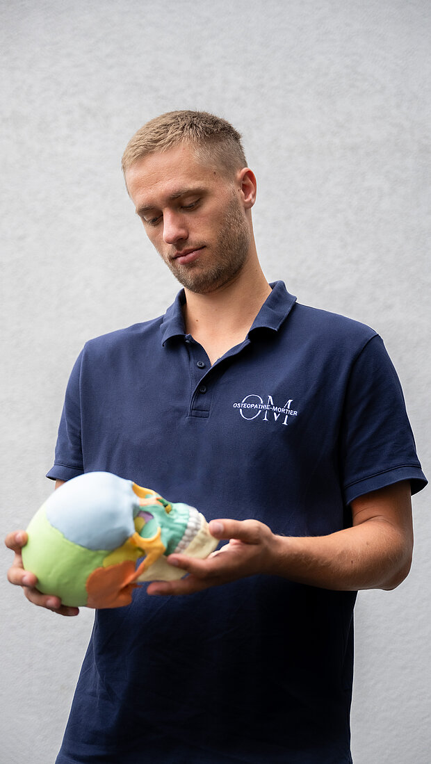 Osteopath betrachtet einen anatomischen Schädel als Modell