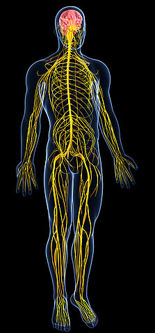 Anatomische Illustration des zentralen und peripheren Nervensystems